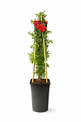 Produktbild von Feuerdorn Red Column 50 70 cm Pyracantha coccinea immergrün Heckenpflanze Zierstrauch winterhart rote Beeren Sichtschutz Gartenpflanze