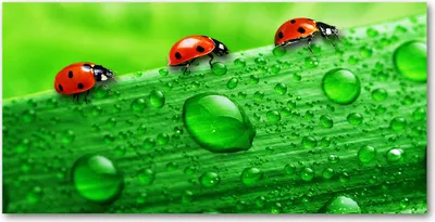 Produktbild von Tulup® Glas-Bild - 100x50 -Wandkunst - Wandbild hinter gehärtetem Sicherheitsglas  - Tiere - Marienkäfer Rasen - Grün