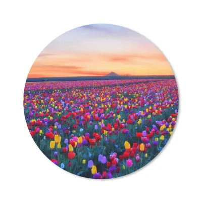 Produktbild von MuchoWow® Mauspad Mousepad Tulpen - Regenbogen - Horizont 20x20 cm - Mousepads - Maus Mat - Pad - Mausunterlage - Schreibtischmatte