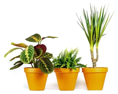Produktbild von Gardners: Pflanzen für das Schlafzimmer, KI-generiertes Bild