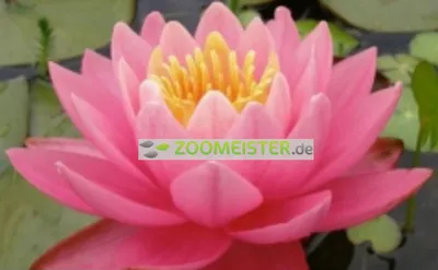 Produktbild von Seerose Firecrest winterhart pfirsichrosa - Rhizom, Teichpflanze