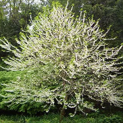 Produktbild von Schneeglöckchenbaum - Halesia carolina | 30-40 cm in Container