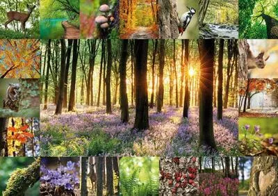 Image de Puzzle « Bain de forêt »