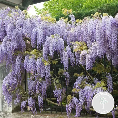Image de Bloomique - Wisteria sinensis 'Prolific' - Glycine bleue - Plantes grimpantes - Plantes de jardin - Rustiques - Hauteur 50-70 cm - Pot 15 cm