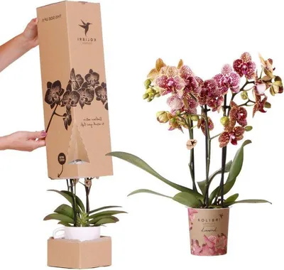 Obrázok produktu pre Prekvapenie v krabicke s orchideami - orchidea Phalaenopsis Ø9cm - prekvapenie