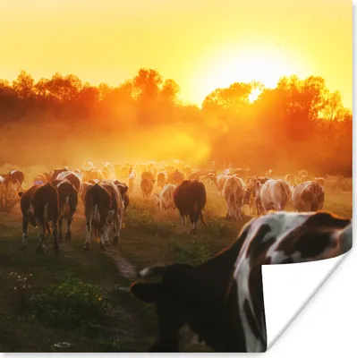 Produktbild von MuchoWow® Poster Kühe - Sonnenuntergang - Wiese - Tiere 50x50 cm - Wohnzimmerdekoration