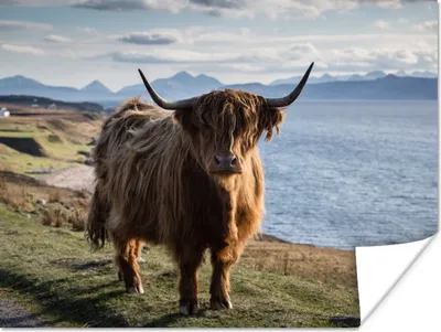 Produktbild von MuchoWow® Poster Schottische Highlander - Bergen - Meer 120x90 cm - Wandbild