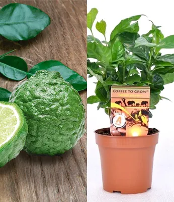 Produktbild von BALDUR Garten 2er Set Echter Kaffee & Kaffir-Limette, je im 12 cm-Topf, Zimmerpflanzen, Grünpflanze, duftende Blüten, mehrjährig - frostfrei halten, Citrus hystrix, Coffea arabica