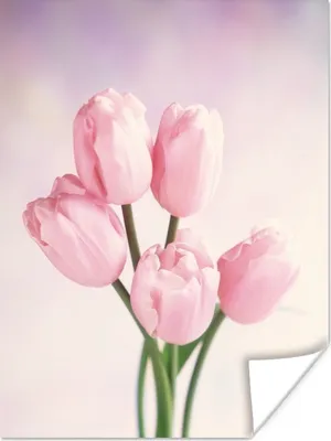 Produktbild von MuchoWow® Poster Nahaufnahme von rosa Tulpen 120x160 cm - Wandbilder