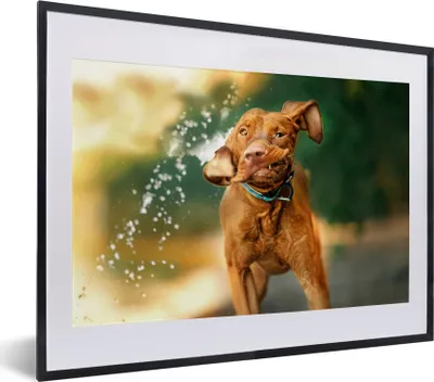 Produktbild von MuchoWow® MuchoWow® Gerahmtes Poster Nass - Hund - Wasser 40x30 cm - Poster mit zchwarzem Bilderrahmen - Bilderrahmen - Poster im Rahmen