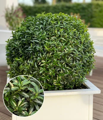 Produktbild von BALDUR Garten 1x Euonymus 'Green Empire®', Pflanze im 9x9 cm-Topf, winterhart bis -20 °C & pflegeleicht, immergrün in Beet & Kübel, Buchsbaumersatz, resistent gegen Krankheiten und Schädlinge