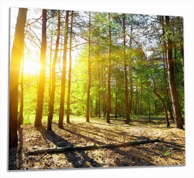 Produktbild von Wallario Herdabdeckplatte aus Glas, Größe 60 x 52 cm 2-teilig, Motiv Sonnenstrahlen tief hinter dem Wald