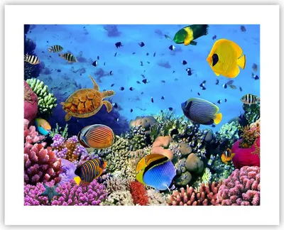Produktbild von Poster - Poster ohne Rahmen - Korallenriff - 50x40 cm - Wand Bild - Wanddeko - Wandbilder - Kunstposter - Wandposter - Bilder - Kunstdruck - Wanddekoration - Wandbild - P2XAA50x40-3569