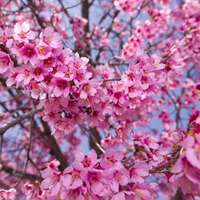Produktbild von Prunus 'Okame', Zierkirsche, Höhe 60-80 cm, 4-Liter-Topf