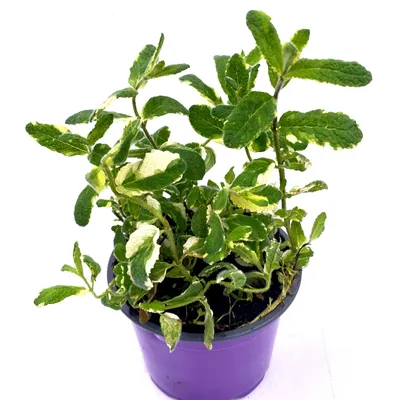 Produktbild von Ananas Minze Mentha suaveolens