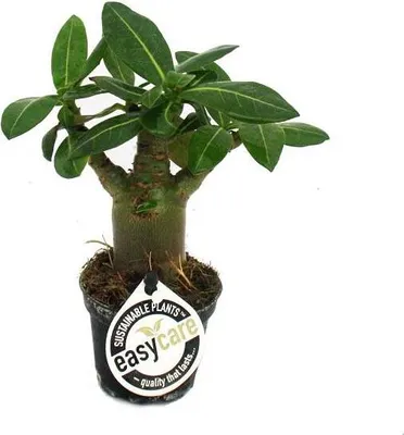 Produktbild von Mini-Wüstenrose, Adenium obesum, Überraschungsfarbe