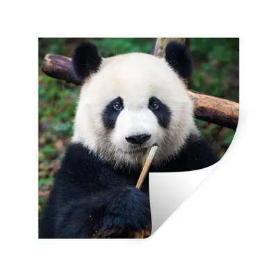 Produktbild von MuchoWow® Wandtattoo Wandsticker Wandaufkleber Panda - Bambus - Natur 50x50 cm Selbstklebend und Repositionierbar - Selbstklebend - Fototapeten