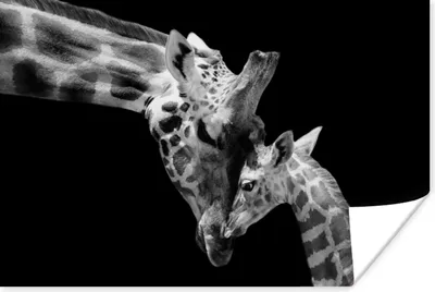 Produktbild von MuchoWow® Poster Giraffe - Wildtiere - Porträt - Schwarz-Weiß 120x80 cm - Bilder