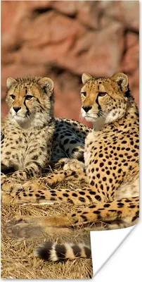 Produktbild von MuchoWow® Poster Gepardenmutter und -junge 20x40 cm - Plakat - Foto