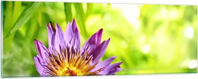 Produktbild von Bilder auf glas - Asien spa bambus blume - 90x30cm - Glasbilder - Wandbilder - Kunstdruck - zum Aufhängen bereit - Wanddekoration aus Glas - Glas Bilder - Wandbild auf Glas - Einteilig - GAB90x30-2476