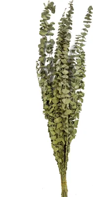 Produktbild von 15 Eukalyptuszweige getrocknet 150 g 66 cm - Einheitsgröße