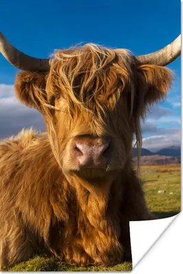 Produktbild von MuchoWow® Poster Schottische Highlander - Tiere - Gras 80x120 cm - Papierdruck