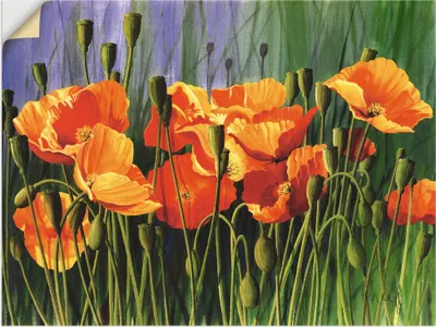 Produktbild von ARTland Wandbild, selbstklebend Mohnblumen I Größe: 80x60 cm