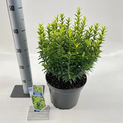 Image de Euonymus jap. 'Microphyllus' - fusain | 35-40 cm en pot