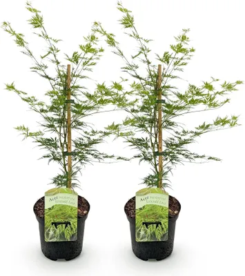 Image de Green boutiQ - Terrasplant - Japanse Esdoorn - Acer palmatum Emerald Lace - Groen - 2 Planten - Bladverliezend - Pot 19cm Hoogte 70cm