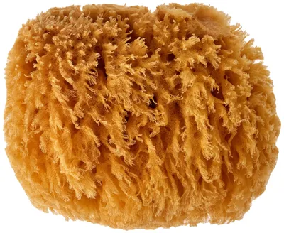 Produktbild von CROLL & DENECKE M090, Naturschwamm, Meeresschwamm Handveredelt aus dem Meer, 9 c