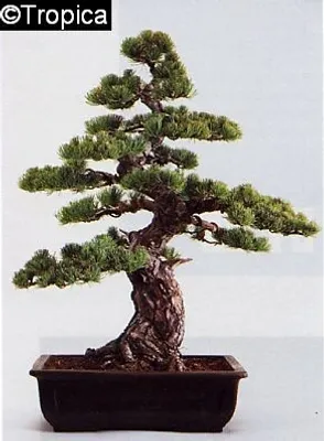 Produktbild von Pflanzensamen, Bonsai - Mädchenkiefer