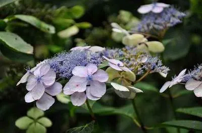 Productafbeelding van Hydrangea serr. 'Bluebird' - Hortensia, 40-60 cm, potplant