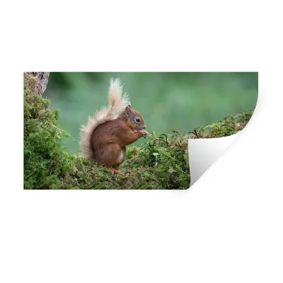 Produktbild von MuchoWow® Wandtattoo Wandsticker Wandaufkleber Waldtier - Eichhörnchen - Moos 80x40 cm Selbstklebend und Repositionierbar - Aufkleber