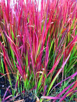 Produktbild von 6 x Imperata cyl. 'Red Baron' - Blutgras Red Baron - Topf 9 x 9cm