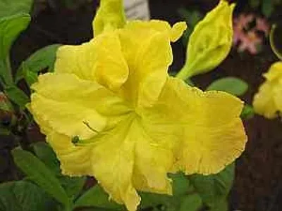 Produktbild von Rhododendron luteum Yellow Cloud - Azalee Yellow Cloud