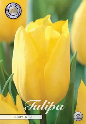 Artikelbild 2 von 'Tulpe Strong Gold (10 Stück)' aus der Kategorie Tulpenzwiebeln