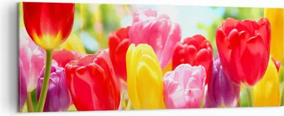 Produktbild von Bild auf Leinwand - Leinwandbild - Tulpe Blume Garten Plantage - 140x50cm - Wand Bild - Wanddeko - Leinwanddruck - Bilder - Kunstdruck - Wanddekoration - Leinwand bilder - Wandkunst - AB140x50-2466