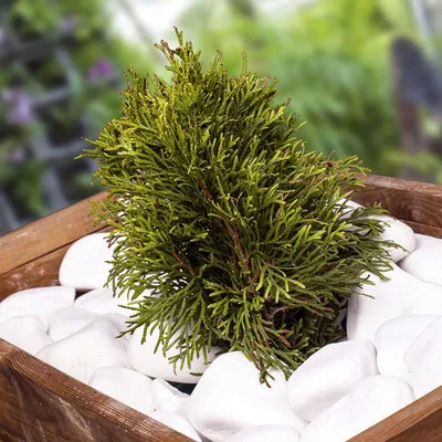 Immagine prodotto di Pietre decorative Kiezelstenen Grote Witte - Pietre ornamentali - Pietre per acquari - Decorazioni per giardini - Ghiaia decorativa - 1,9 kg (40-80 mm)