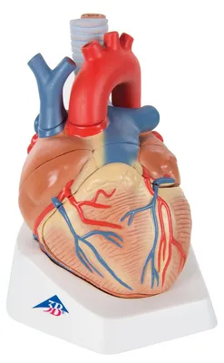Herzmodell, 7-teilig, Anatomie, Smart Anatomy