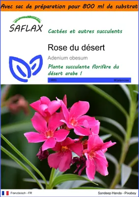 Image de SAFLAX Garden in the bag - Rose du désert - 8 graines - Adenium