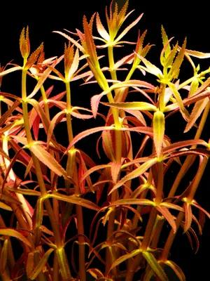 Produktbild von 1 Bund Aromatischer Sumpffreund (Limnophila Aromatica)
