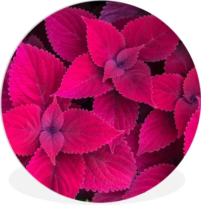 Produktbild von MuchoWow® Rundes Wandbild - Runde Bilder Blätter - Abstrakt - Muster Ø 30 cm Kreis Wanddekoration Kunststoff - Wandkreis - Wandschmuck - Schlafzimmer - Bilder - Der Kreis - Kunst für die Wohnung - Plastik - Kunstdruck - Wandbild