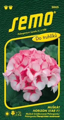 Produktbild von Pelargonien Samen - Horizon Star F1 11s