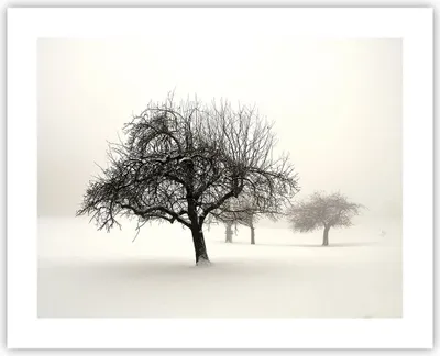 Produktbild von Poster - Poster ohne Rahmen - Bäume Schnee Nebel - 50x40 cm - Wand Bild - Wanddeko - Wandbilder - Kunstposter - Wandposter - Bilder - Kunstdruck - Wanddekoration - Wandbild - P2XAA50x40-4136