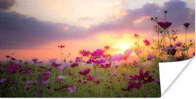 Produktbild von MuchoWow® Poster Sonnenuntergang - Blumen - Rosa - Natur - Grün 40x20 cm - Poster für die Wand - Poster Schlafzimmer