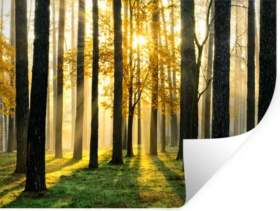 Produktbild von MuchoWow® Wandtattoo Wandsticker Wandaufkleber Wald - Sonne - Bäume - Gras - Landschaft - Natur 40x30 cm Selbstklebend und Repositionierbar - Faltenfrei