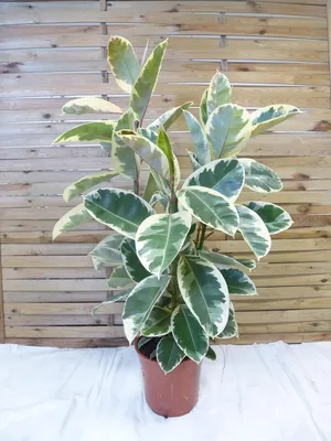 Produktbild von [Palmenlager] - XL Ficus elastica "Tineke" 125 cm - Gummibaum 3er Tuff - Zimmerpflanze