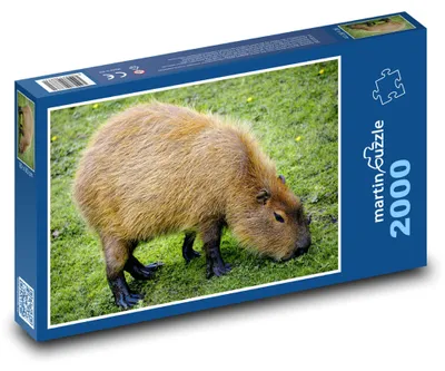 Obrázek produktu pro Puzzle 2000 Kapybara na zelené louce - martinpuzzle