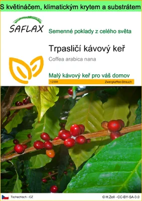 Obrázek produktu pro SAFLAX Garden to go - Trpasličí kávový keř - Coffea arabica nana - 8 Semena - S květináčem, klimatickou poklicí a pěstebním substrátem