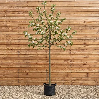 Produktbild von Apfelbaum Hochstamm Rode Boskoop 300-350 cm, Stammumfang 12-14 cm - Malus domestica Hochstamm